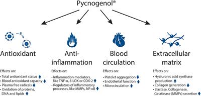 Pycnogenol® French maritime pine bark extract in randomized, double-blind, placebo-controlled human clinical studies